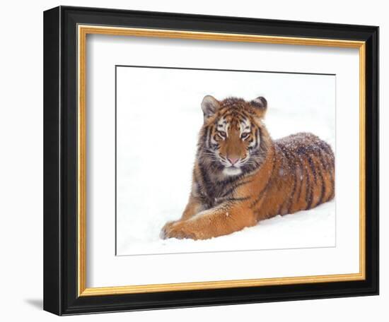 Siberian Tiger in Snow-Edwin Giesbers-Framed Photographic Print