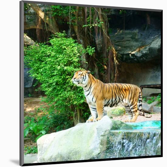 Siberian Tiger in Zooenclosure-null-Mounted Art Print