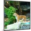 Siberian Tiger in Zooenclosure-null-Mounted Art Print