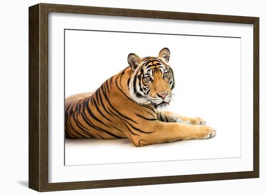 Siberian Tiger Isolated-fotoslaz-Framed Photographic Print