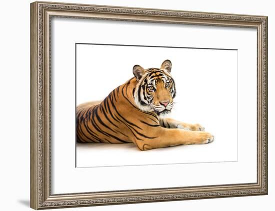 Siberian Tiger Isolated-fotoslaz-Framed Photographic Print