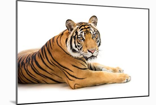 Siberian Tiger Isolated-fotoslaz-Mounted Photographic Print