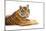 Siberian Tiger Isolated-fotoslaz-Mounted Photographic Print