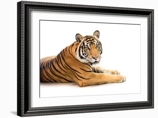 Siberian Tiger Isolated-fotoslaz-Framed Photographic Print