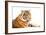 Siberian Tiger Isolated-fotoslaz-Framed Photographic Print