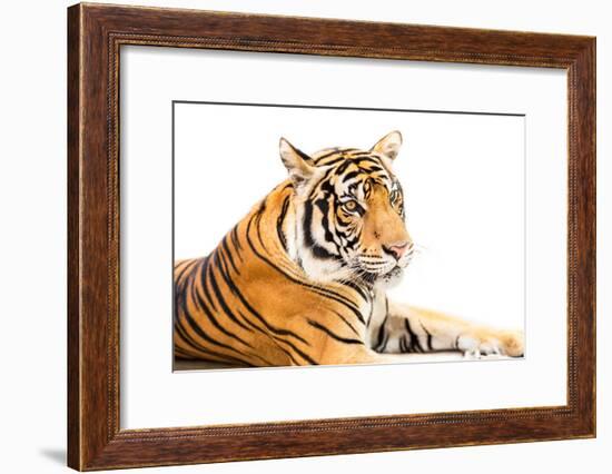 Siberian Tiger Isolated-fotoslaz-Framed Photographic Print