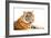 Siberian Tiger Isolated-fotoslaz-Framed Photographic Print