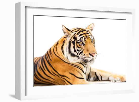 Siberian Tiger Isolated-fotoslaz-Framed Photographic Print
