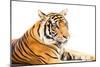 Siberian Tiger Isolated-fotoslaz-Mounted Photographic Print