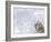 Siberian Tiger Looking Up in Snow-Edwin Giesbers-Framed Photographic Print