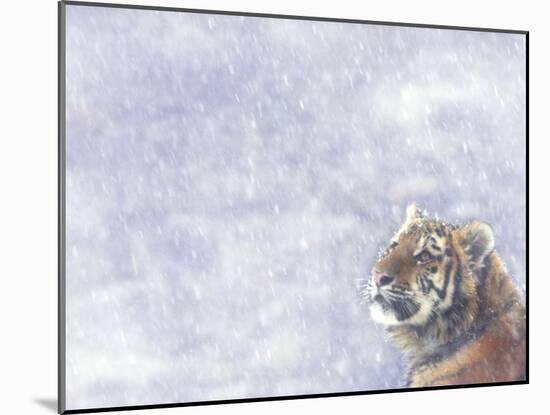 Siberian Tiger Looking Up in Snow-Edwin Giesbers-Mounted Photographic Print