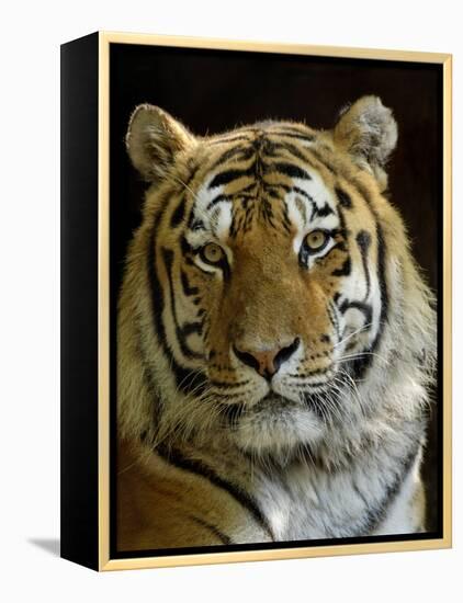 Siberian Tiger Male Portrait, Iucn Red List of Endangered Species-Eric Baccega-Framed Premier Image Canvas