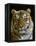 Siberian Tiger Male Portrait, Iucn Red List of Endangered Species-Eric Baccega-Framed Premier Image Canvas