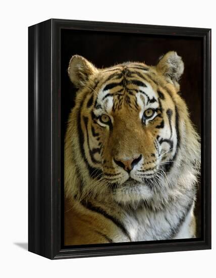 Siberian Tiger Male Portrait, Iucn Red List of Endangered Species-Eric Baccega-Framed Premier Image Canvas