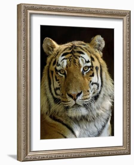 Siberian Tiger Male Portrait, Iucn Red List of Endangered Species-Eric Baccega-Framed Photographic Print