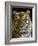 Siberian Tiger Male Portrait, Iucn Red List of Endangered Species-Eric Baccega-Framed Photographic Print