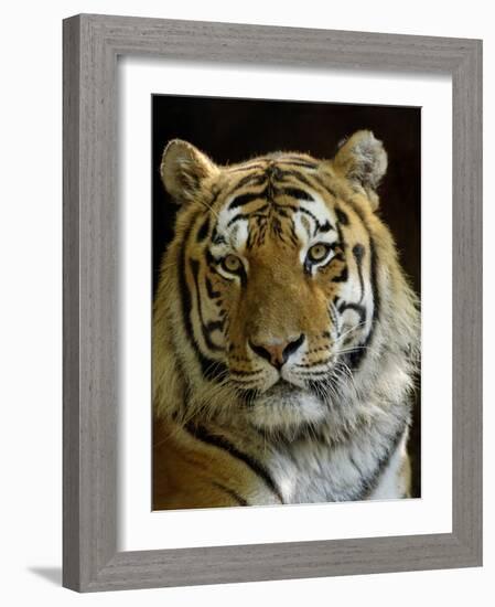 Siberian Tiger Male Portrait, Iucn Red List of Endangered Species-Eric Baccega-Framed Photographic Print