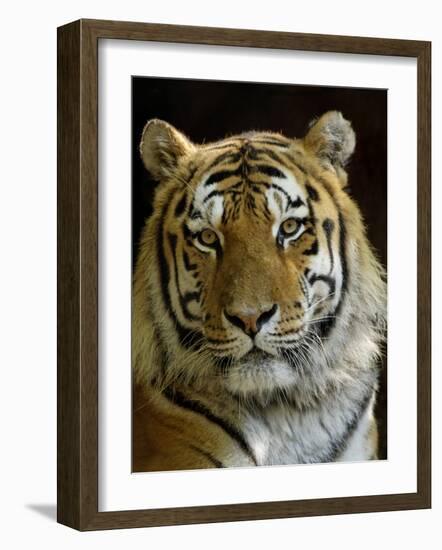 Siberian Tiger Male Portrait, Iucn Red List of Endangered Species-Eric Baccega-Framed Photographic Print