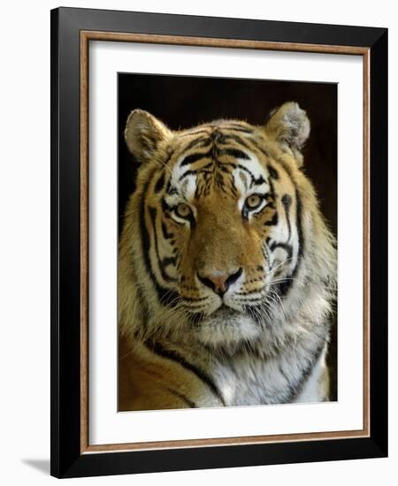 Siberian Tiger Male Portrait, Iucn Red List of Endangered Species-Eric Baccega-Framed Photographic Print