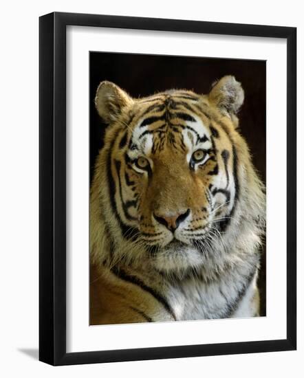 Siberian Tiger Male Portrait, Iucn Red List of Endangered Species-Eric Baccega-Framed Photographic Print