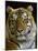 Siberian Tiger Male Portrait, Iucn Red List of Endangered Species-Eric Baccega-Mounted Photographic Print