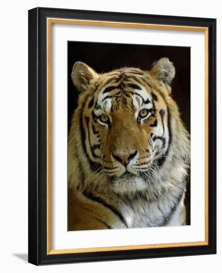 Siberian Tiger Male Portrait, Iucn Red List of Endangered Species-Eric Baccega-Framed Photographic Print