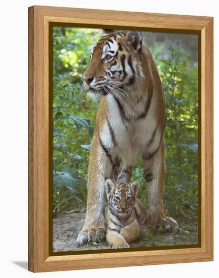 Siberian Tiger Mother with Young Cub Resting Between Her Legs-Edwin Giesbers-Framed Premier Image Canvas