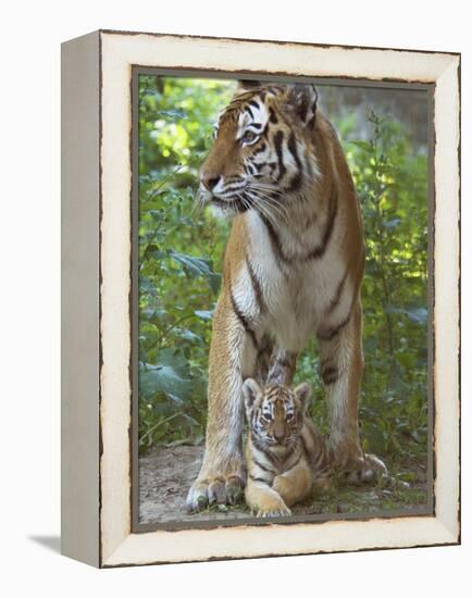 Siberian Tiger Mother with Young Cub Resting Between Her Legs-Edwin Giesbers-Framed Premier Image Canvas