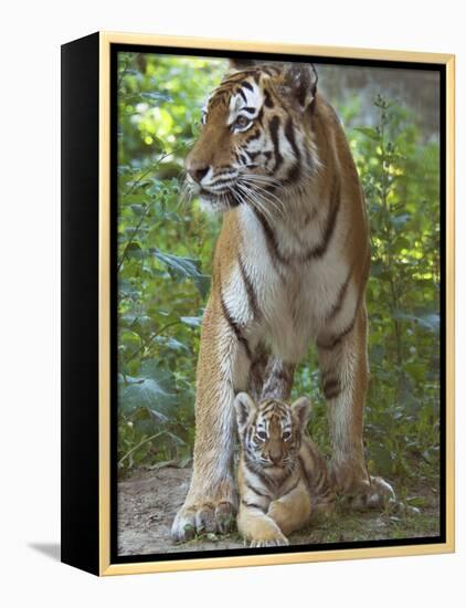 Siberian Tiger Mother with Young Cub Resting Between Her Legs-Edwin Giesbers-Framed Premier Image Canvas