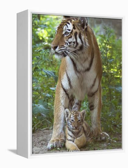 Siberian Tiger Mother with Young Cub Resting Between Her Legs-Edwin Giesbers-Framed Premier Image Canvas