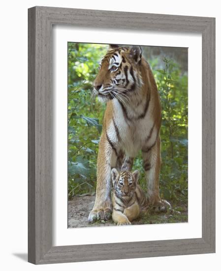 Siberian Tiger Mother with Young Cub Resting Between Her Legs-Edwin Giesbers-Framed Photographic Print