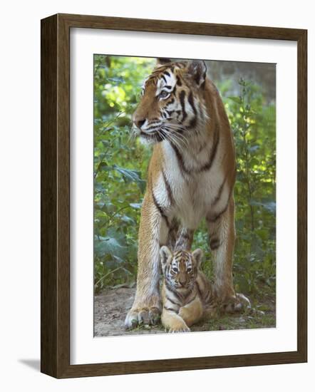 Siberian Tiger Mother with Young Cub Resting Between Her Legs-Edwin Giesbers-Framed Photographic Print