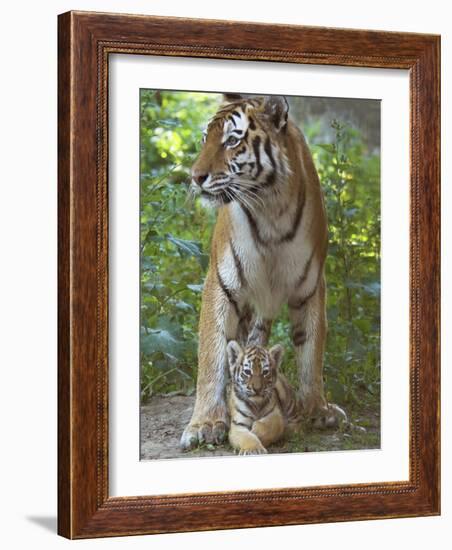 Siberian Tiger Mother with Young Cub Resting Between Her Legs-Edwin Giesbers-Framed Photographic Print