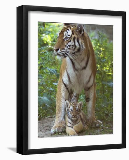 Siberian Tiger Mother with Young Cub Resting Between Her Legs-Edwin Giesbers-Framed Photographic Print