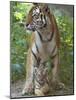 Siberian Tiger Mother with Young Cub Resting Between Her Legs-Edwin Giesbers-Mounted Photographic Print