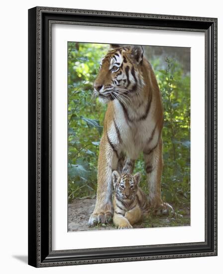 Siberian Tiger Mother with Young Cub Resting Between Her Legs-Edwin Giesbers-Framed Photographic Print