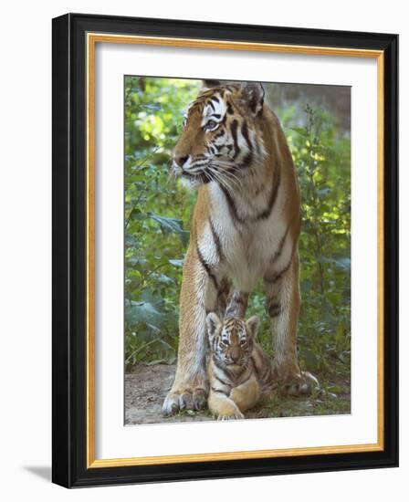 Siberian Tiger Mother with Young Cub Resting Between Her Legs-Edwin Giesbers-Framed Photographic Print