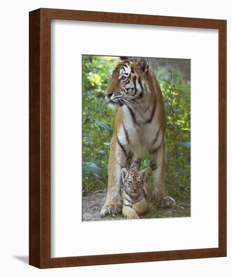 Siberian Tiger Mother with Young Cub Resting Between Her Legs-Edwin Giesbers-Framed Photographic Print