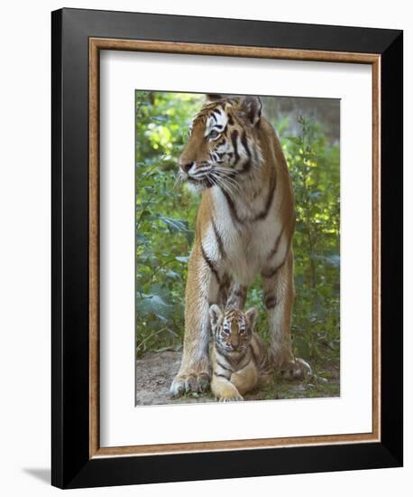 Siberian Tiger Mother with Young Cub Resting Between Her Legs-Edwin Giesbers-Framed Photographic Print