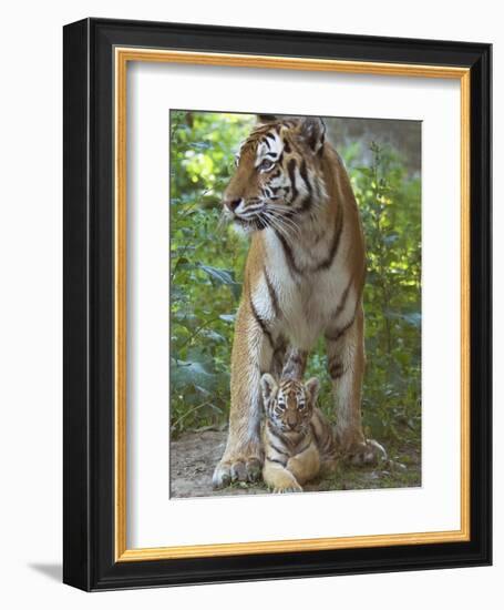 Siberian Tiger Mother with Young Cub Resting Between Her Legs-Edwin Giesbers-Framed Photographic Print