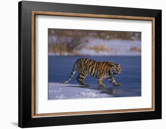 Siberian Tiger on Frozen Lake-DLILLC-Framed Photographic Print