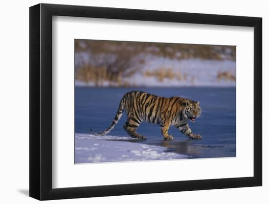 Siberian Tiger on Frozen Lake-DLILLC-Framed Photographic Print