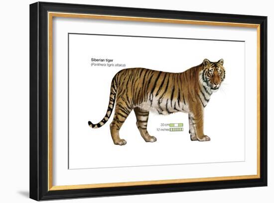 Siberian Tiger (Panthera Tigris Altaica), Cat, Mammals-Encyclopaedia Britannica-Framed Art Print