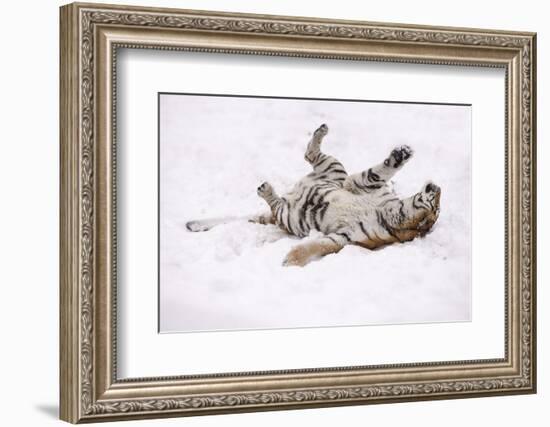 Siberian Tiger, Panthera Tigris Altaica, Female Rolls in the Snow-Andreas Keil-Framed Photographic Print