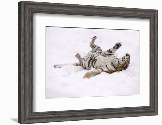 Siberian Tiger, Panthera Tigris Altaica, Female Rolls in the Snow-Andreas Keil-Framed Photographic Print