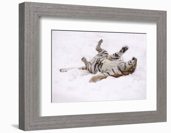 Siberian Tiger, Panthera Tigris Altaica, Female Rolls in the Snow-Andreas Keil-Framed Photographic Print