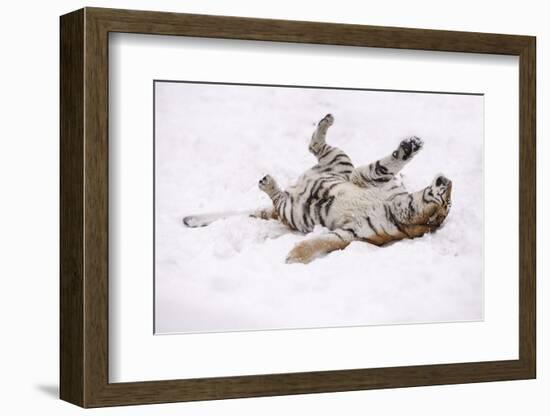 Siberian Tiger, Panthera Tigris Altaica, Female Rolls in the Snow-Andreas Keil-Framed Photographic Print