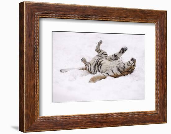Siberian Tiger, Panthera Tigris Altaica, Female Rolls in the Snow-Andreas Keil-Framed Photographic Print