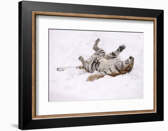 Siberian Tiger, Panthera Tigris Altaica, Female Rolls in the Snow-Andreas Keil-Framed Photographic Print