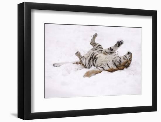 Siberian Tiger, Panthera Tigris Altaica, Female Rolls in the Snow-Andreas Keil-Framed Photographic Print